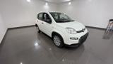 FIAT Panda 1.0 FireFly S&S Hybrid - VARI COLORI!