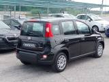 FIAT Panda 1.0 Gpl/B FireFly S&S