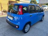 FIAT Panda 1.2 Pandazzurri NEOPATENTATI