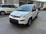 FIAT Panda 1.0 Hybrid 70cv 36 Rate da 177,95