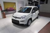 FIAT Panda 1.0 FireFly 70cv Hybrid KM.ZERO