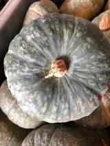 WOLVO zucca italiana
