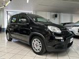 FIAT Panda NO FINANZIAMENTO - 1.0 FireFly S&S Hybrid